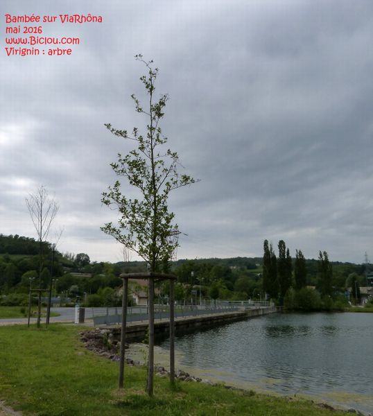 Sur ViaRhôna : On a tous un arbre une rue .. Virignin