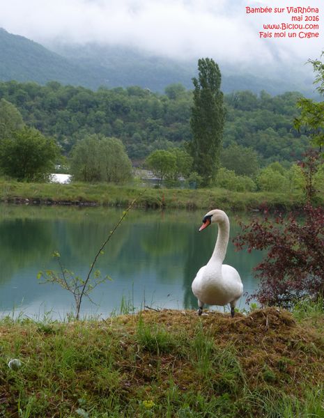Pas commode ce cyclo là ; rencontré au bord du Rhône en mai 2016