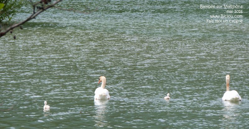 ViaRhôna : Fais moi un cygne ..