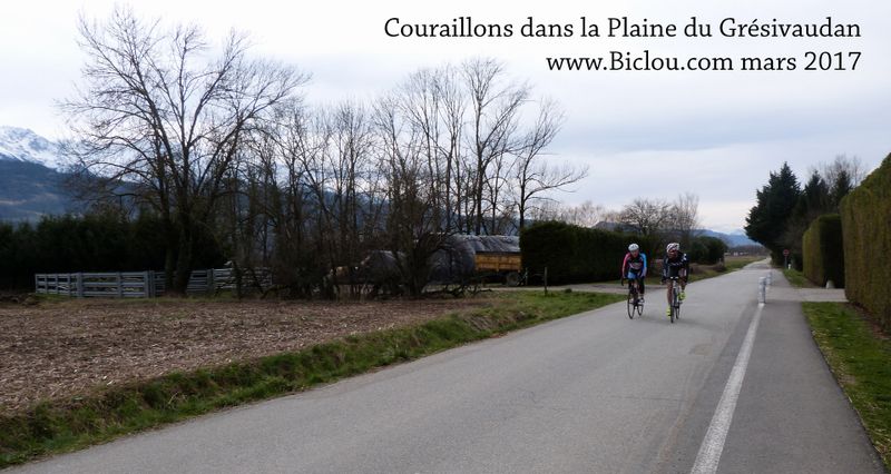 Couraillons dans la plaine du Grésivaudan, vus par un sacochard