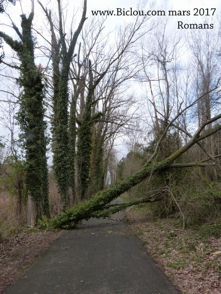 Un 1er arbre en travers de la voie verte à Romans sur Isère mars 2017