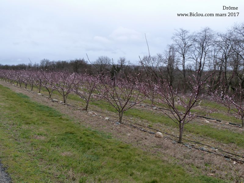 les péchers en fleur à Valence en mars 2017 sur ViaRhôna