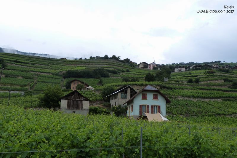 Les vignes en Valais