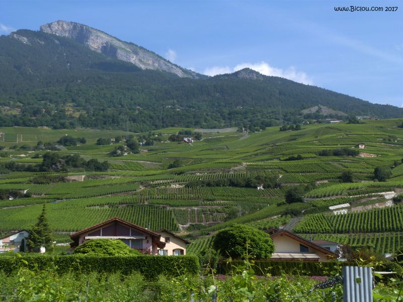vignes-du-valais