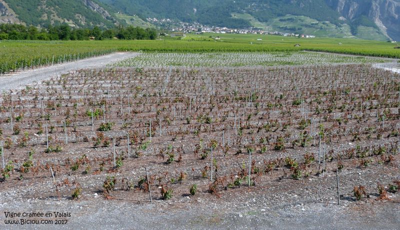 La vigne a beaucoup souffert en Valais en 2017