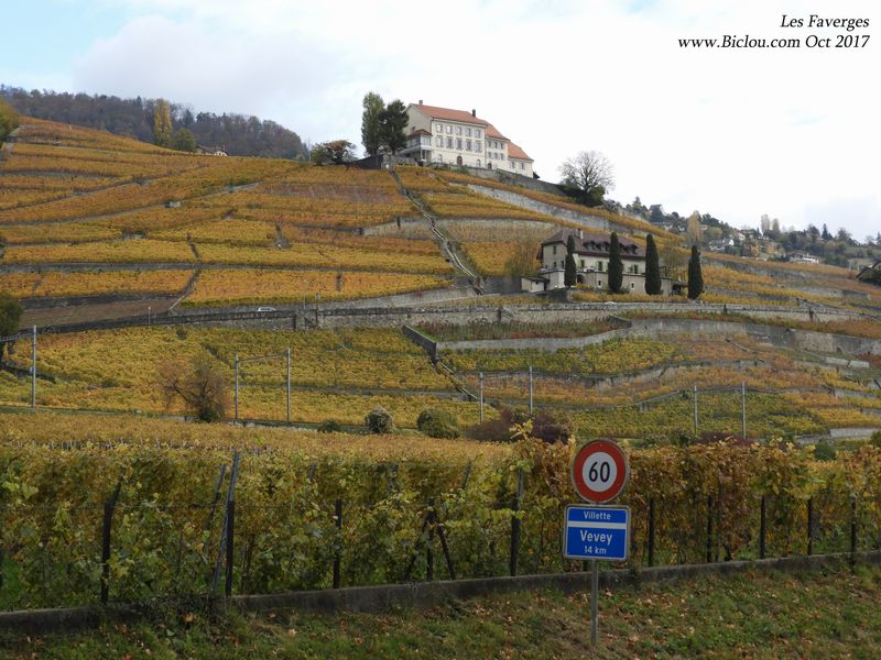 Domaine viticole des Faverges