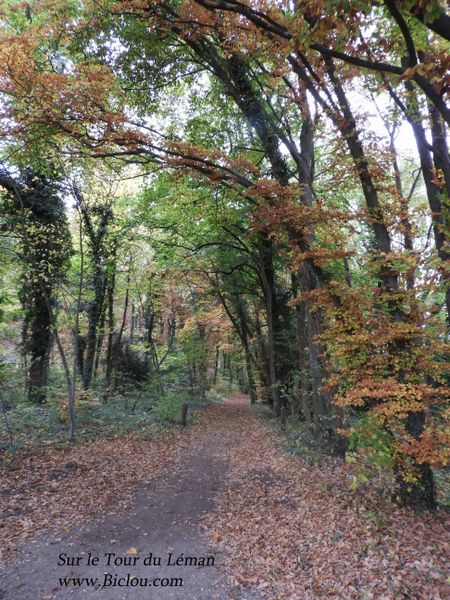 Sur le parcours 4 : Dans les bois entre Léman et côte Vaudoise