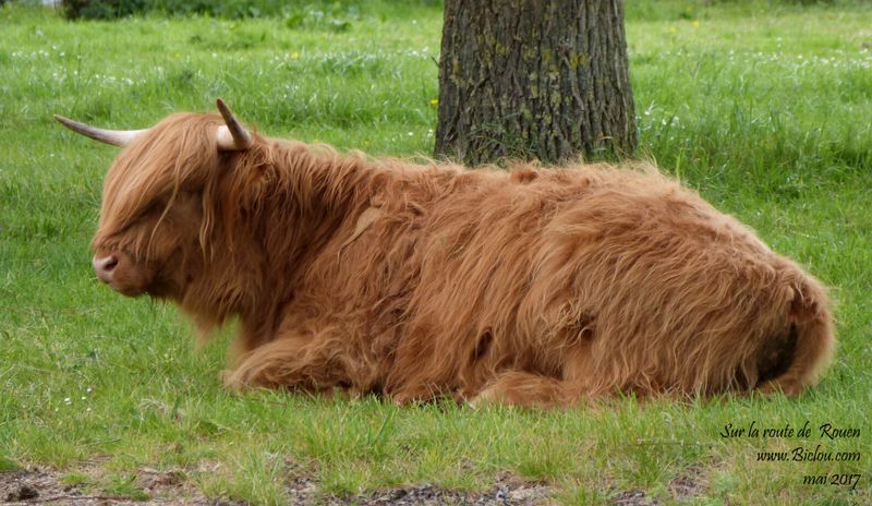 La Vache ! Une highland cattle, avant Rouen, elle fait la Gueule ou koi ?