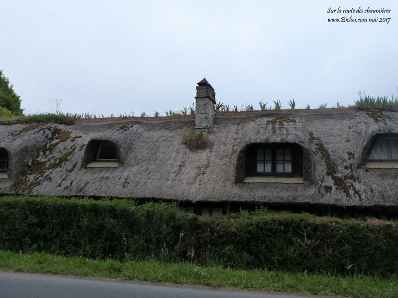 Sur la route des chaumièrers (Normandie) : on y voit de beaux .. toits de Chaume
