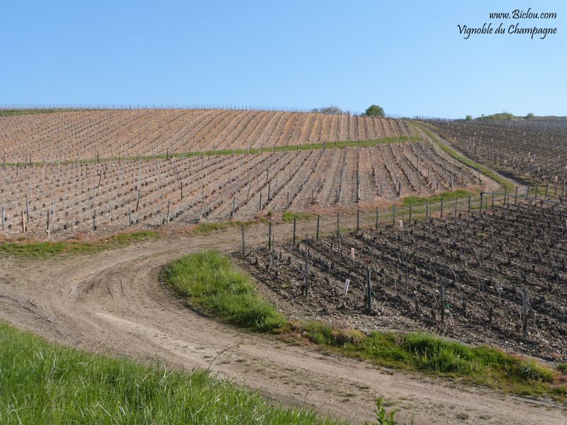 Nous tangeantons le vignoble de Champagne