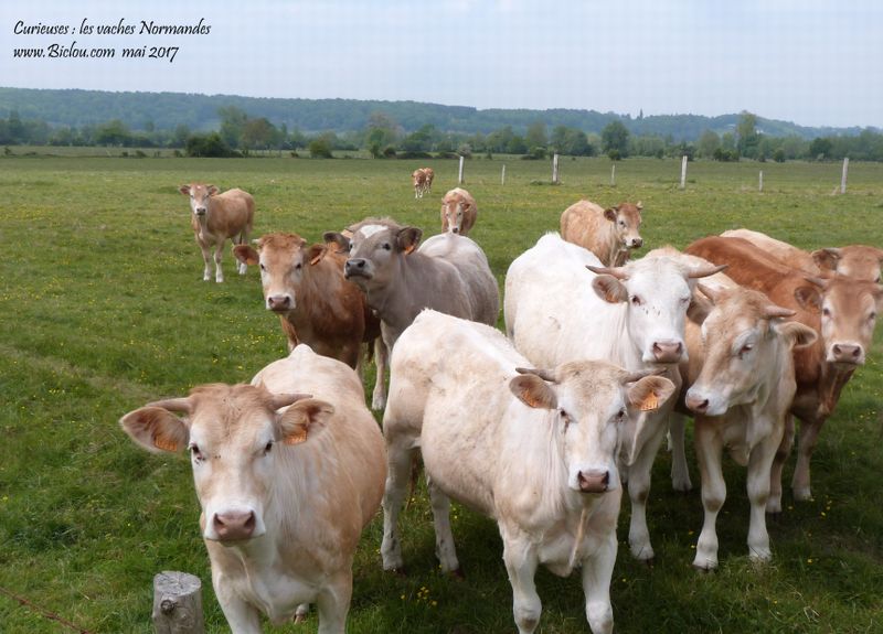 Vaches curieuses ..