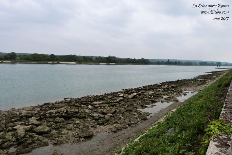 La Seine a soif en mai 2017 après Rouen