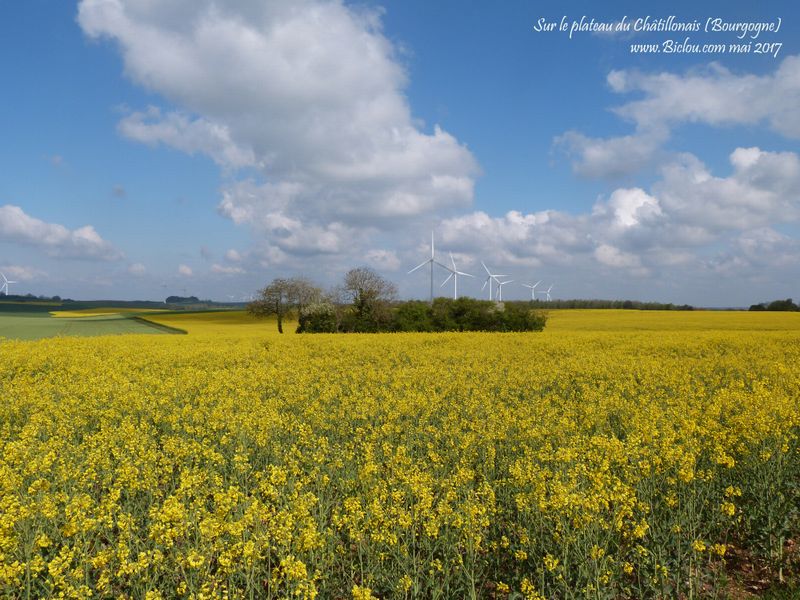 Colza er eoliennes sur le plateau de Bligny le sec