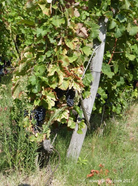 Syrah