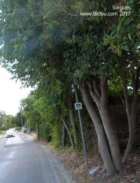 Balisage ViaRhôna ; à la sortie de Sorgues