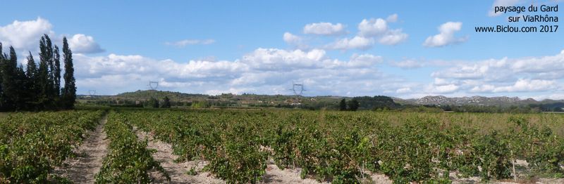 ViaRhôna : Vignes du Gard