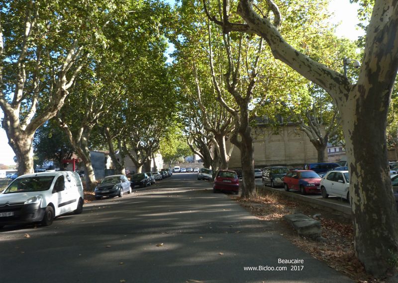 Beaucaire sous les platanes