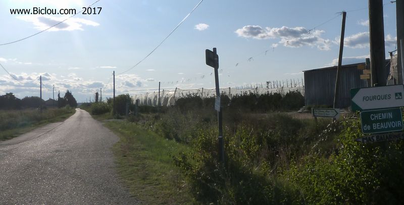 ViaRhôna en camargue : chemin de Beauvoir