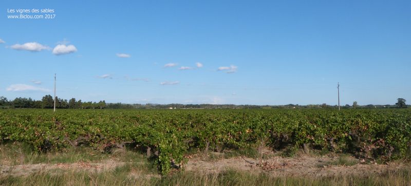Vignes des sables en petite camargue