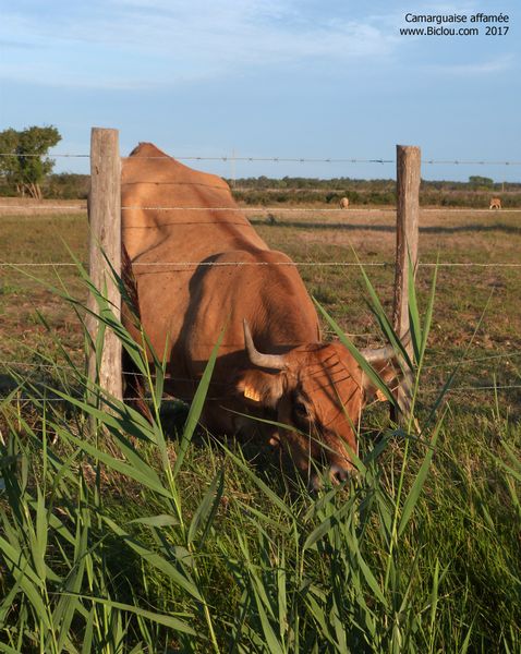 Une belle camarguaise, rencontrée sur ViaRhôna : l'herbe est toujours meilleure ailleurs