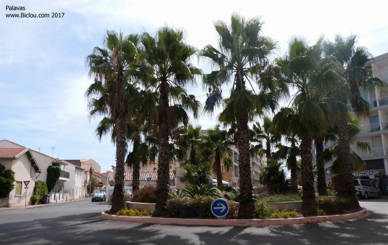 Palmiers dans Giratoire à Palavas les flots