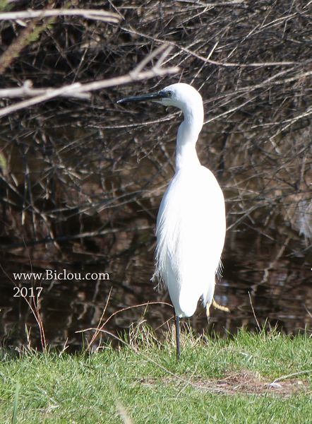 aigrette garzette en camargue en 2017