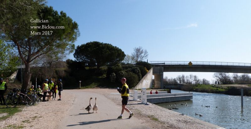 Vu sur ViaRhôna (mars 2017) les oies de Gallician et les cyclos