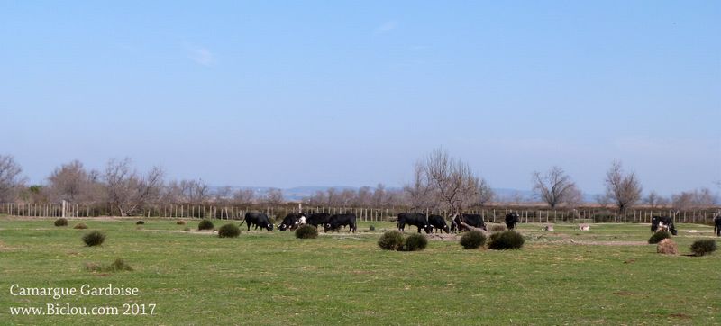 Taureaux vus en camargue gardoise en 2017