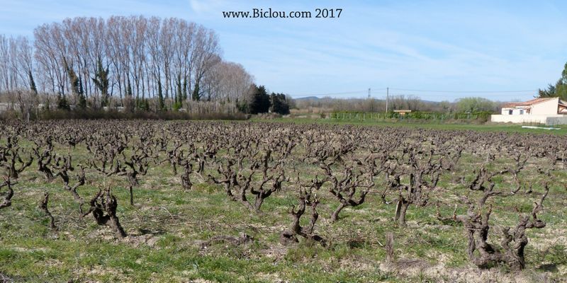 La vigne, débourre à peine ici en mars 2017 (Orange)