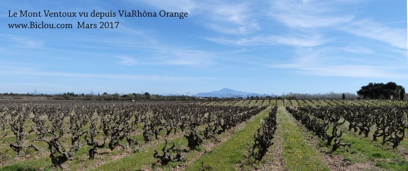 Le Mont Ventoux vu des vignes de Piolenc et ViaRhôna , en mars 2017