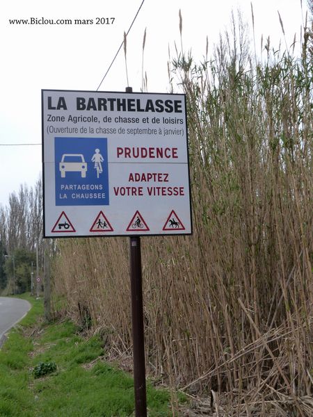 Péripates du Claudio dans la zone de la Barthelasse (Avignon) en mars 2017
