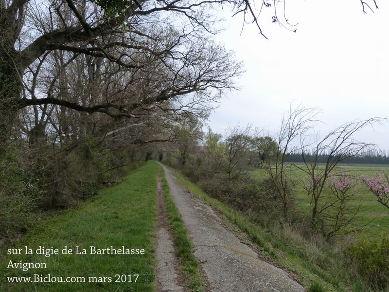 La digue du Rhône protège la zone de la Barthelasse  en 2017