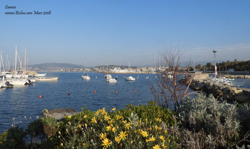 Cannes le port