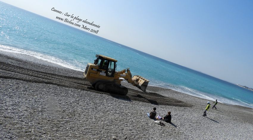 Nice .. sur la plage abondonnée .. coquillages et Gros crustacée : Buldozer