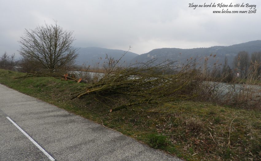 Elagage de printemps au bord du Rhône et ViaRhôna ..