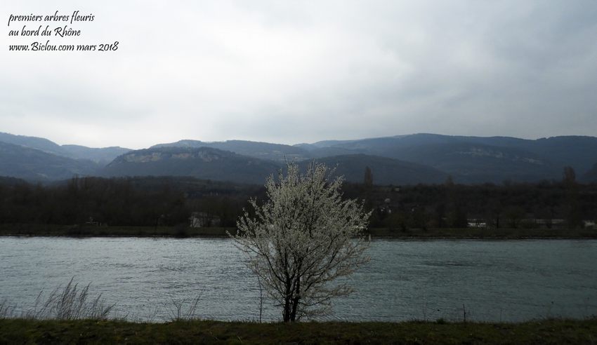 1ere arbre en fleur en 2018 au bord du haut Rhône