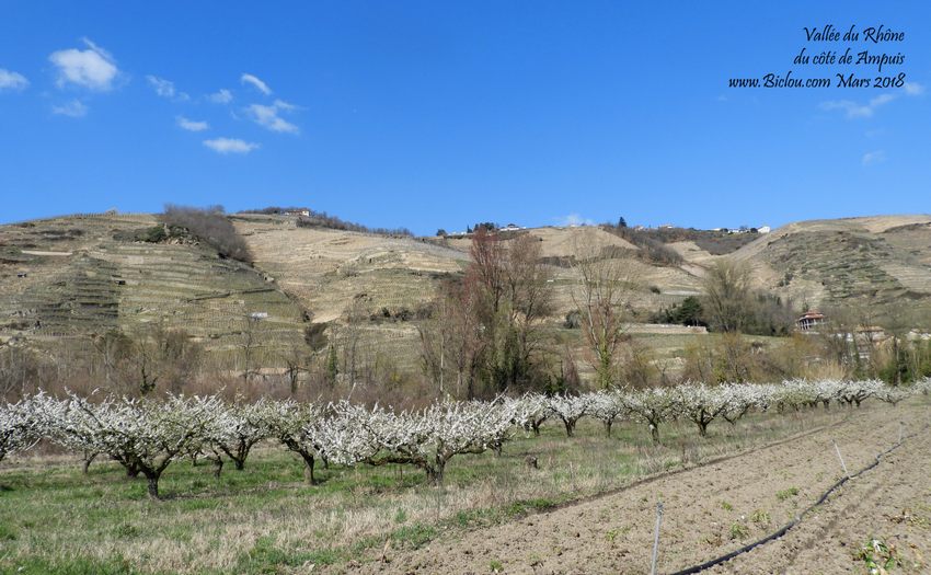 Vallée du Rhône du côté d'Ampuis en 2018