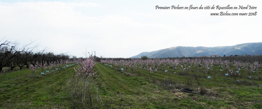 Premiers pèchers en fleurs en 2018 en vallée du Rhône