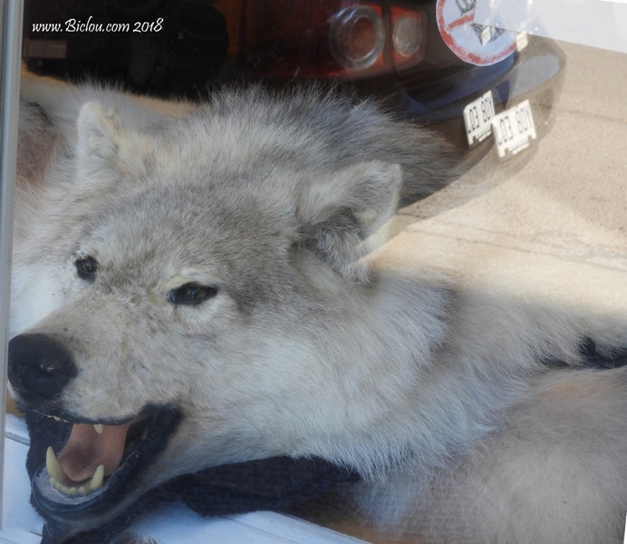 Loup du Québec, en .. vitrine