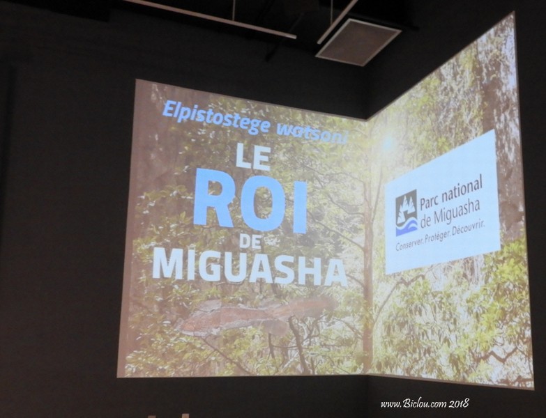 Elpistostège watsoni : Le Roi de Miguasha