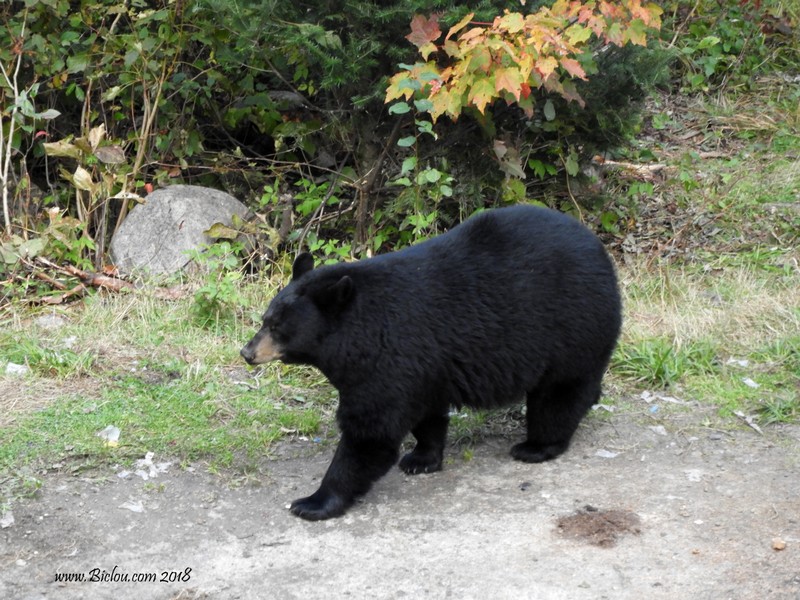 Bel ours 
