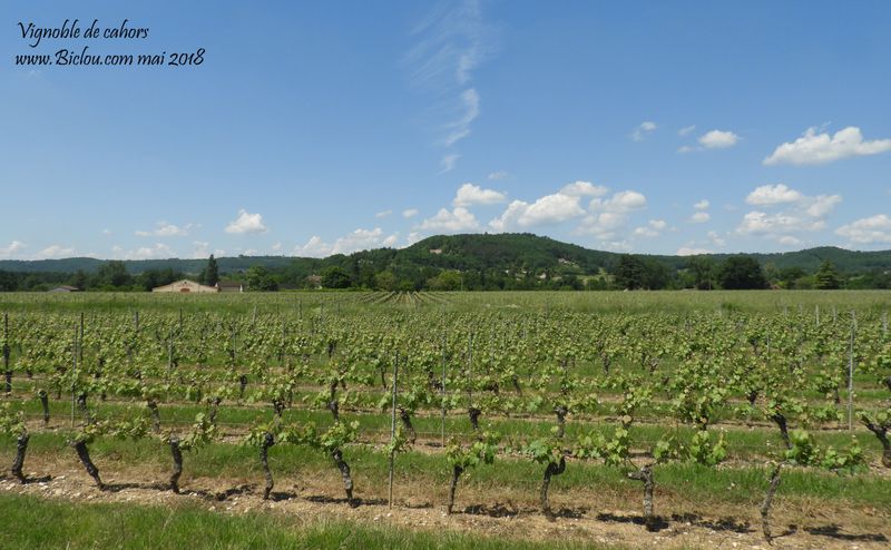 vignes-du-lot-cahors-2018