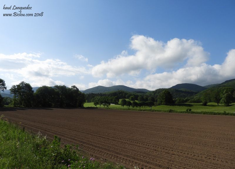 Paysage du Haut Languedoc
