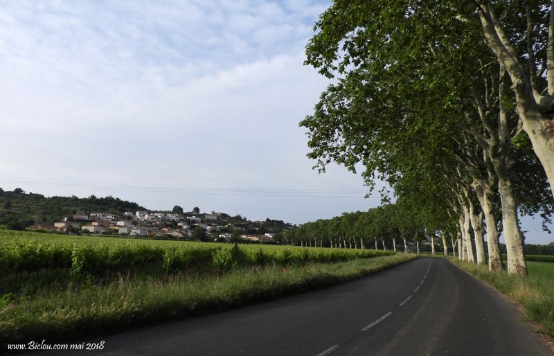 Pinet Mèze ?, en tout cas bel alignement de platanes