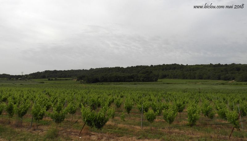 Vignobles du côté de Mèze (Hérault)