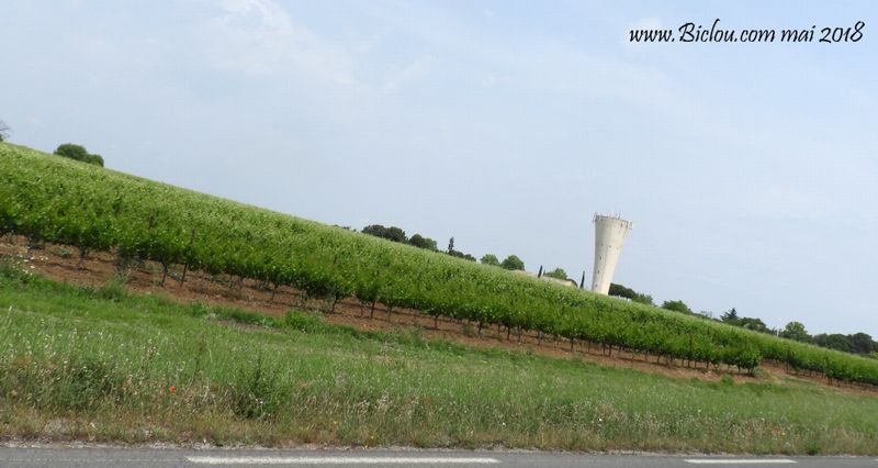 Les vignes de Villeneuve Les maguelone