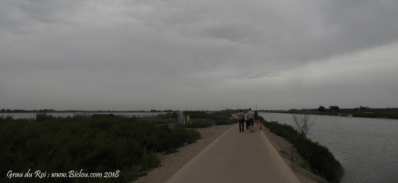 Entre Aigues Mortes et Gallican, belle voie verte, pas asseez large visiblement ..