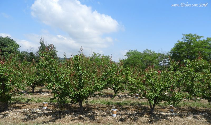 cerisiers-roses-et-pommiers-blancs