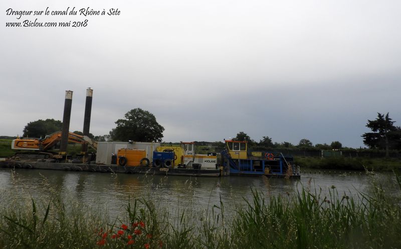 Drageur ou Mariesalope sur le canal du Rhône à Sète