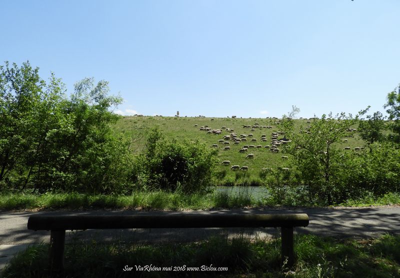 Tonte par les moutons sur ViaRhôna